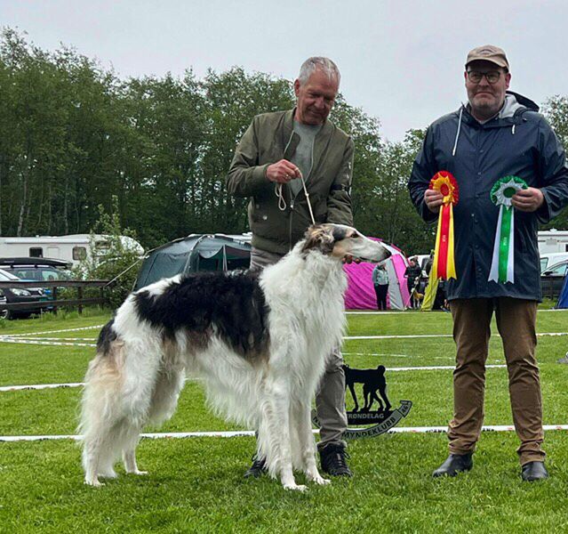 29.May 2022
Ch Kazar Yaztrakan was BOB at The Norwegian Sighthound Club under Henrik Härling, S.
Unfortunately we couldn’t stay for the finals.