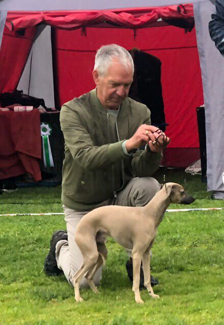 29.May 2022
The Norwegian Sighthound Club, Trøndelag: 
Kazar Domenico went BOS with CAC and BOB Junior under judge Henrik Härling.