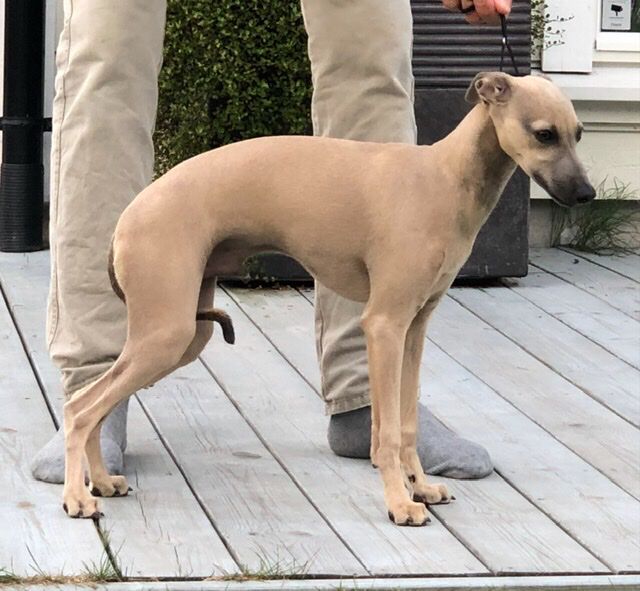 Kazar Domenico 6,5 mths.