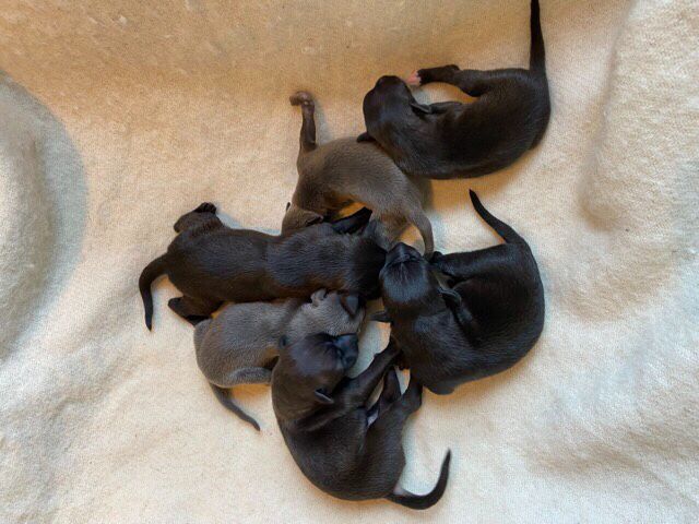 06. June 2022
Aurelia gave birth to a beautiful litter of five males and one female on the 2nd of June. 