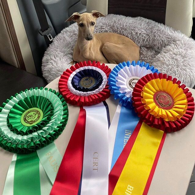 7.Aug.2022
Kazar Dominica went Best of Breed with CAC and Group-4 from junior class  at The Norwegian Kennel Club Int show in Fauske. Judges: Nina Karlsdotter and Kimmo Mustonen.
Owner: Merete Larsen Merete Larsen Kahveci.