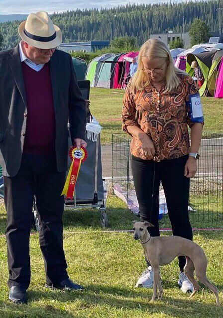 14.Aug.2022
National show, Mo i Rana ; Kazar Dominica BOB,CAC and GROUP-2 from Junior class. 