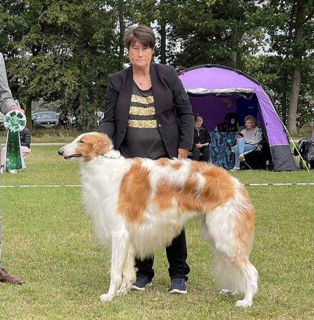 3. Sept 2022
Ch Kazar Zamir was Best Male (BOS) at the Sighthound Club show  in Roskilde DK today under judge Mark Cocozza. Owner: Jenny Nilsson, S