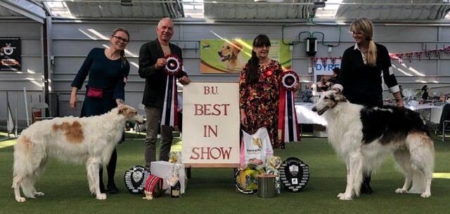 11.Sept 2022
The Norwegian Borzoi Specialty in Drammen
BEST IN SHOW: Ch Kazar Yaztrakan (K. Gade / M.W.Jakobsen)
BOS, CAC: Kazar Zakia (T.T.Ingebriktsen / Knl Kazar)
Judge: Evelyn Kirsch, Knl Ischyma, Germany.