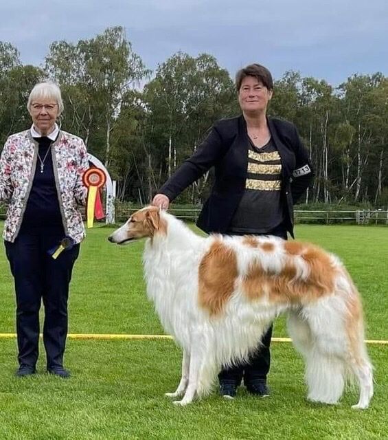 11. Sept. 2022
Swedish Kennelclub NDS in Falsterbo
 DKCH Kazar Zamir BM 1 CAC BOB and New SWEDISH CHAMPION 
Judge: Hanne L Jensen, DK